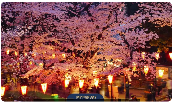 Cherry Blossom Festival